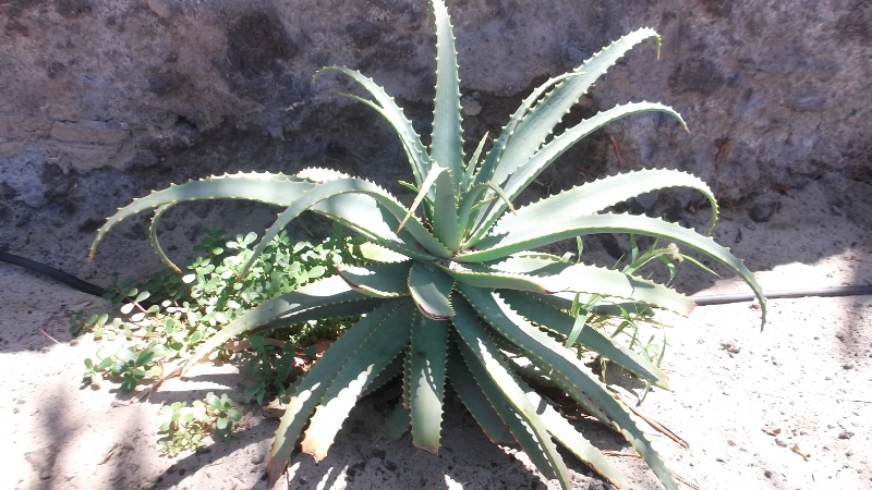 THE LAND OF ALOE VERA PLANTS / MY DAYS IN FUERTEVENTURA # 6  ROBERTO  ALBORGHETTI