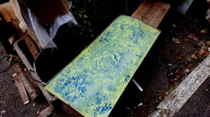 20171022_092426_resized (800x450)