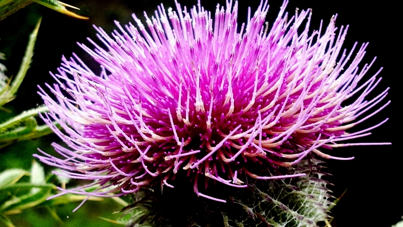 © Roberto Alborghetti