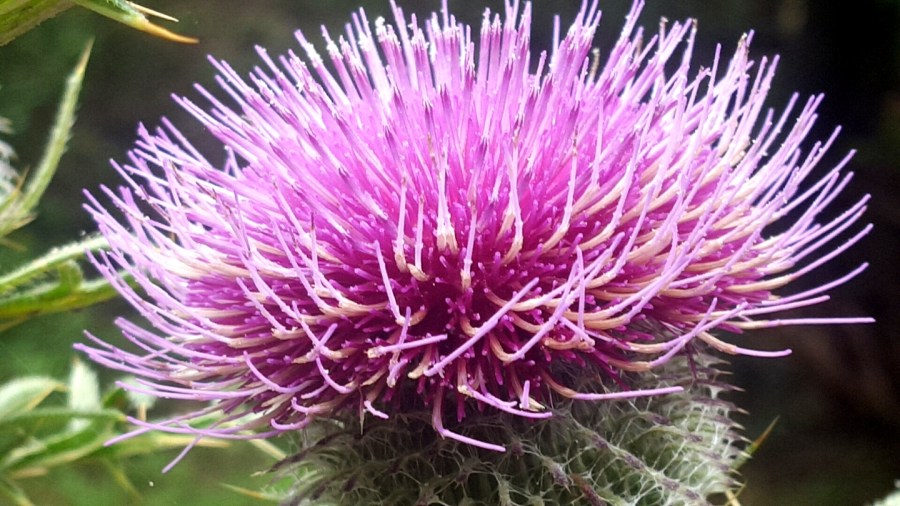 © Roberto Alborghetti (5)