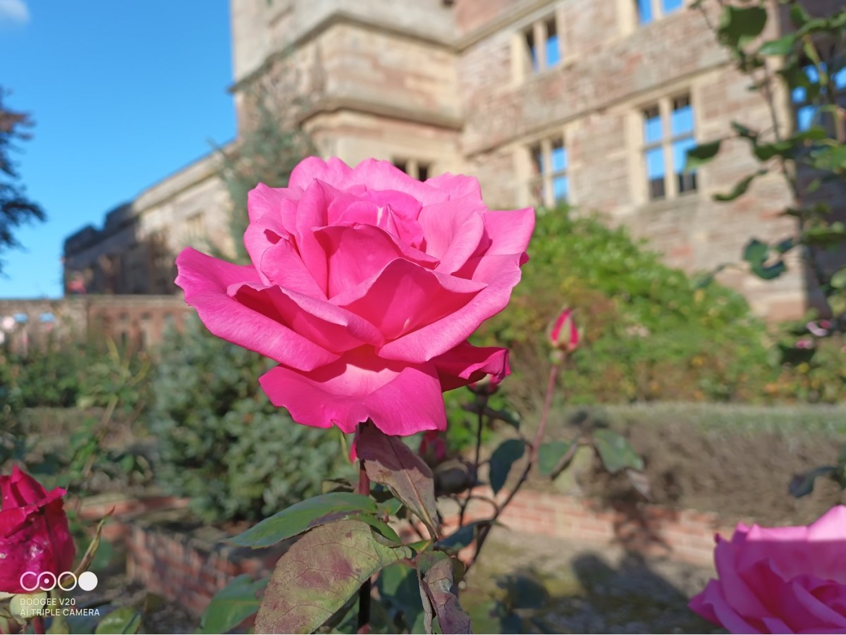 THE ROSES OF THE YEAR 2022-23 / ROSA QUEEN ELIZABETH IN FRONT OF THE ...